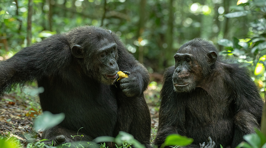 A Complete Guide to Chimpanzee Trekking in Kibale Forest.