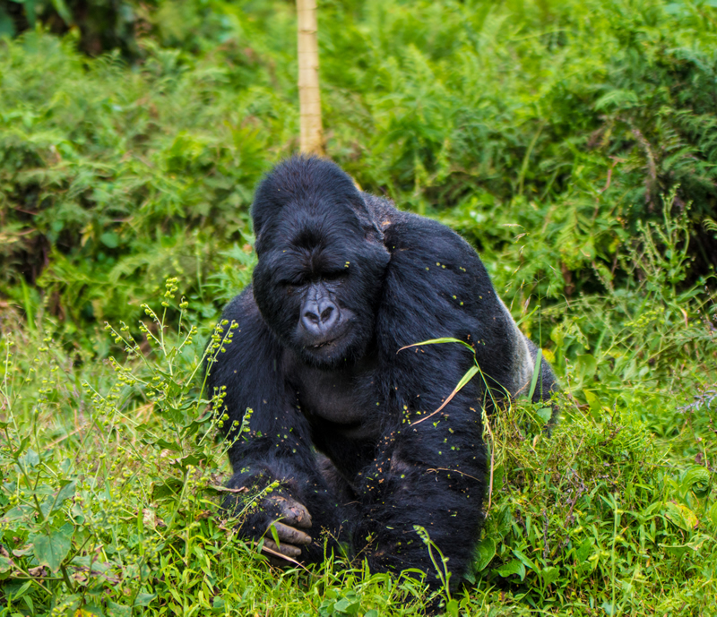 Gorilla in bwindi