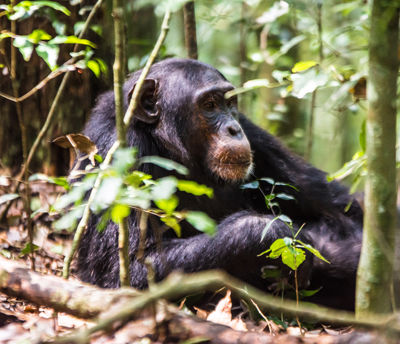 chimpanzee in Uganda