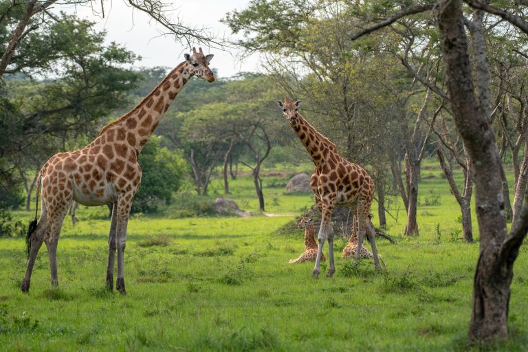 National parks in Uganda