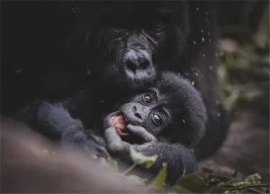 is Uganda safe for tourists