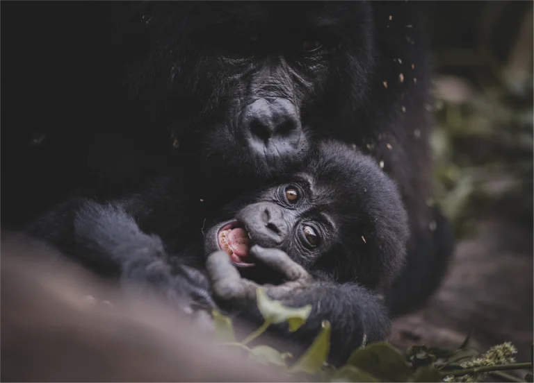 is Uganda safe for tourists