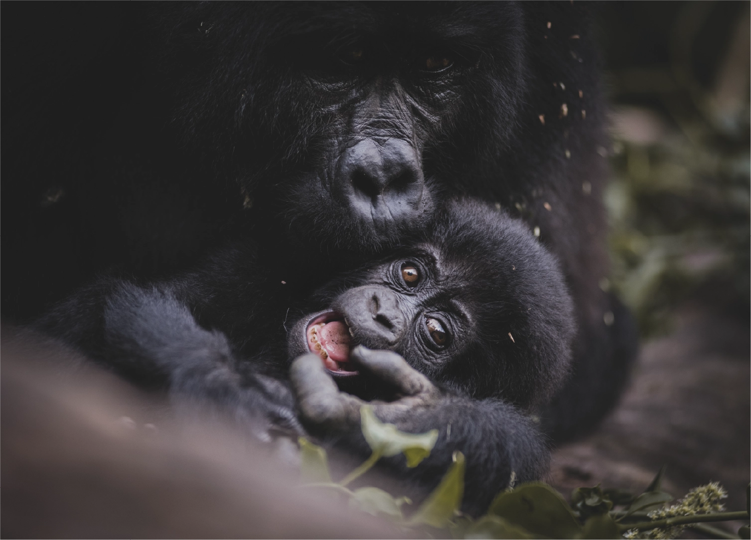 is Uganda safe for tourists